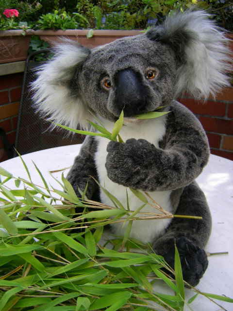Koala03