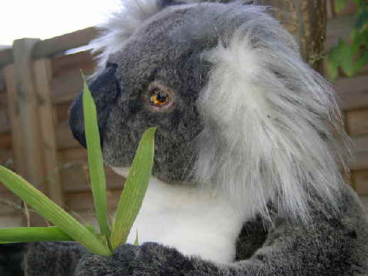Koala19