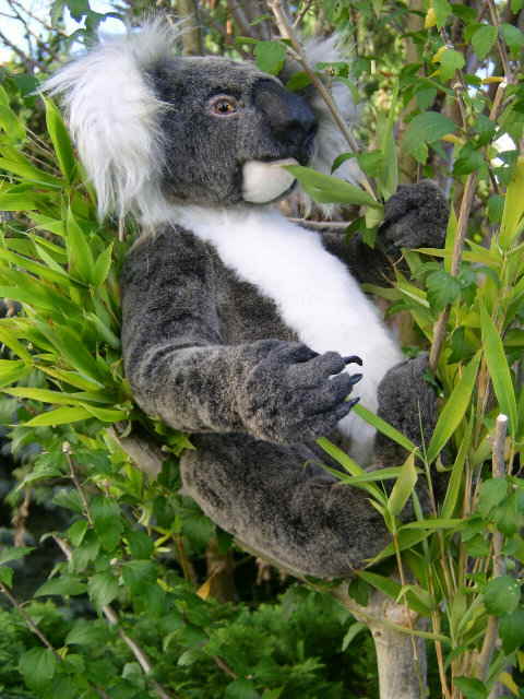 Koala24