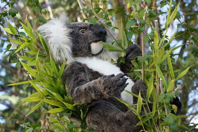 Koala26