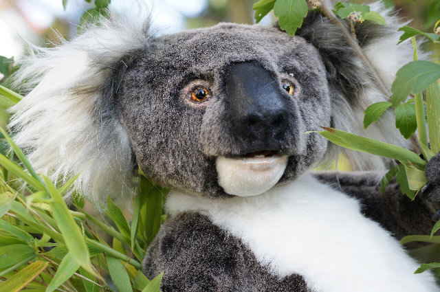 Koala30